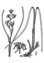 Rannoch Rush (Scheuchzeria palustris) This plant occurs