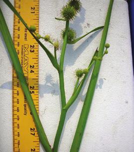 feet tall. Its bright green, strap-like leaf blades grow up to 1 inch wide.