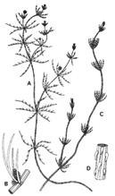 Chara aspera is similar in structure to Chara vulgaris (below), but smaller.