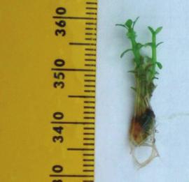 SUBMERSED SPECIES Small Waterwort (Elatine minima) This tiny plant is