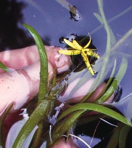 SUBMERSED SPECIES Water Star-grass (Heteranthera dubia) This plant has limp reddish-green submerged leaves that