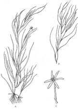 Although similar in appearance to Potamogeton, Waterstar Grass leaves lack a distinct midvein.