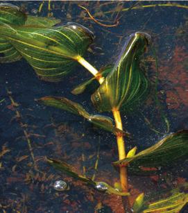 SUBMERSED SPECIES Clasping Pondweed (Potamogeton perfoliatus) The floating leaves