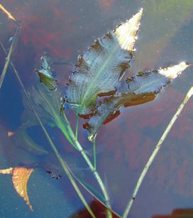 Heartleaf Pondweed (Potamogeton pulcher) This pondweed has submersed leaves which