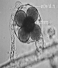Amoebozoa Key trait Lobe-shaped pseudopodia Cellular extension used in