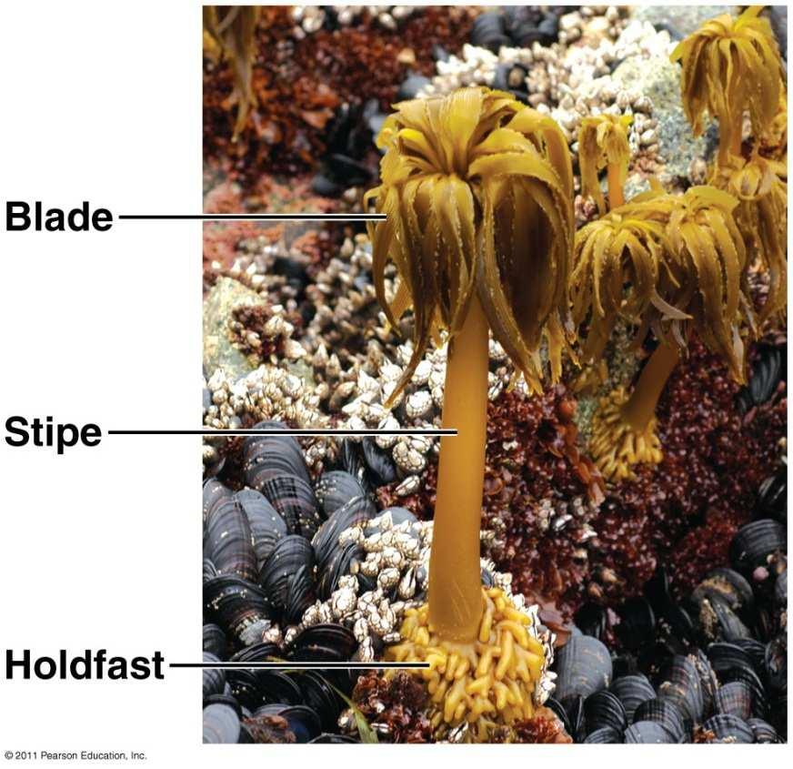 seaweeds Brown algae have the most complex multicellular anatomy of all algae 25 µm Giant seaweeds called kelps live in deep parts of the ocean The algal body is plantlike but lacks true roots,