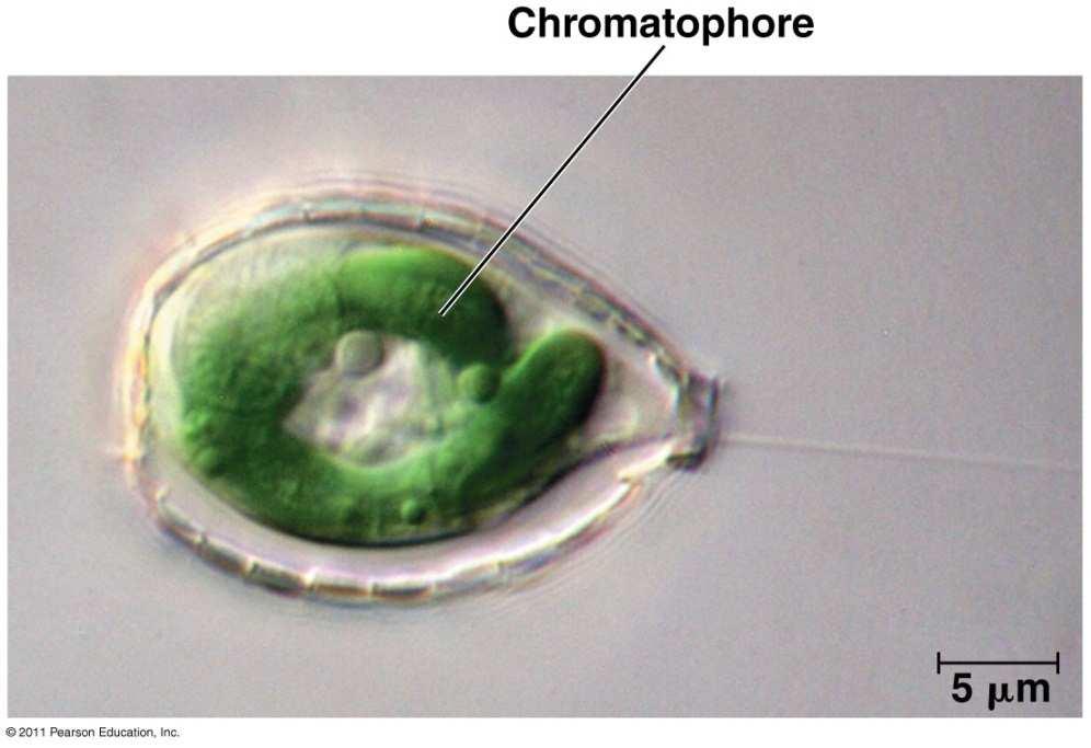 Paulinella chromatophora is an autotroph with a unique photosynthetic structure This structure evolved from a different cyanobacterium than the plastids of other photosynthetic eukaryotes Figure 28.