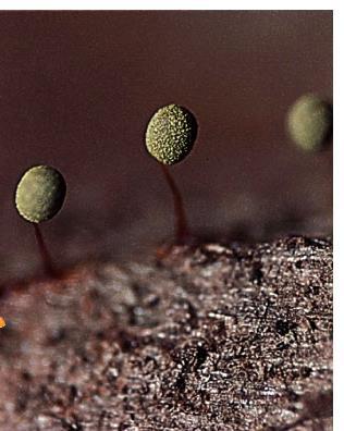 Slime Molds 20 Why were the slime