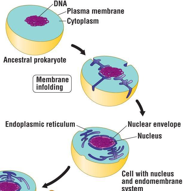 The Origin of Eukaryotic Cells 2