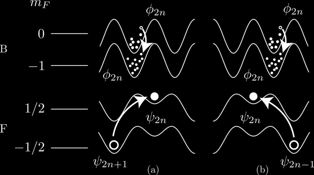 Bose - Fermi Interaction Spin changing
