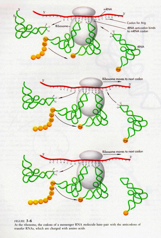 Ribosomes Gene Structure Transcribed 5 to 3 Promoter region and transcription factor binding sites precede 5 Transcribed region includes 5 and 3 untranslated regions In eukaryotes, most genes also