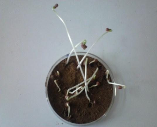 plant extracts on germination