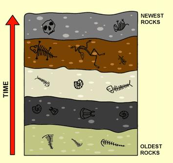 fossil age compared with that of other