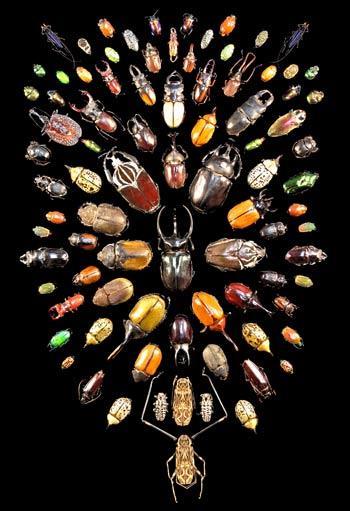 2. What did Darwin s Travels reveal The diversity of living species was far greater than