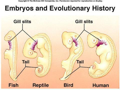 3. Evidence of Evolution Similarities in Embryology In their early stages of development,