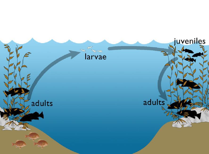 ipartite life cycle of benthic marine organisms with pelagic larvae Larvae survive, grow, develop, disperse reproduce Pelagic