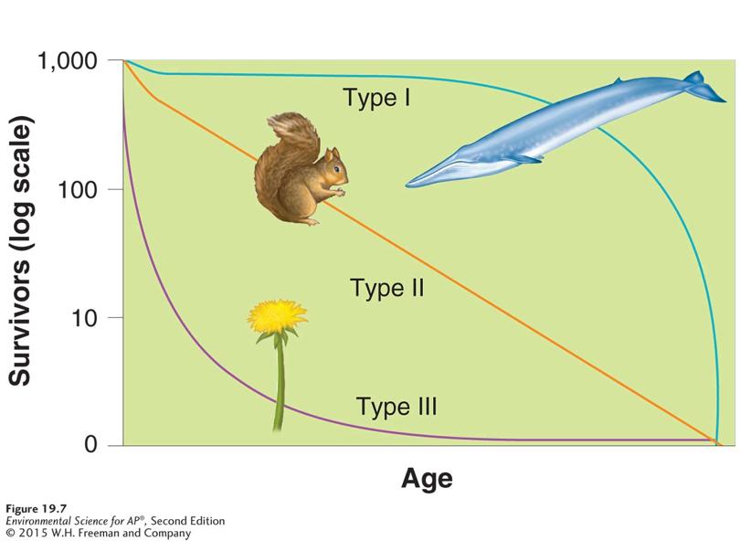 * Survivorship curves. Different species have distinct patterns of survivorship over the life span.