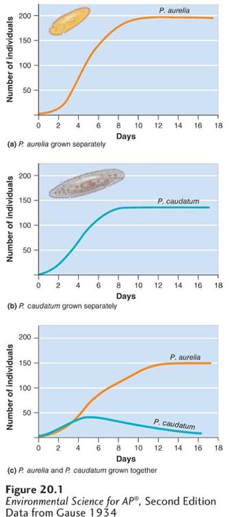 Competition for a limiting resource. When Gause grew two species of Paramecium separately, both achieved large population sizes.