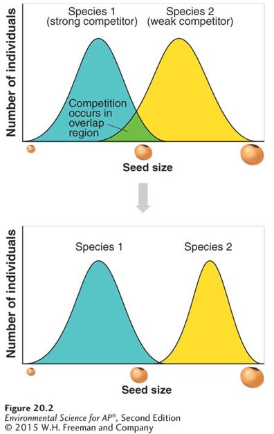 Competition Resource partitioning When two species divide a resource based on differences in their behavior or The evolution of resource partitioning.