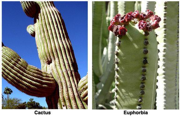 Ecology Review Page 2 6 The saguaro cactus of the merican southwest and the euphorbia of Zimbabwe are not closely related but appear similar.