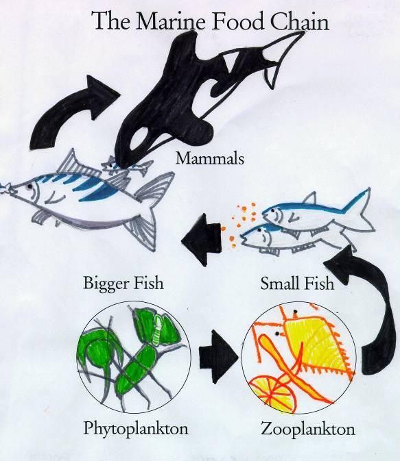 Food Chains The arrow in a food chain or web shows the direction of