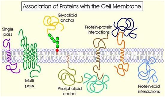 5 6 G protein coupled receptors G protein coupled receptors A key player of signaling transduction.
