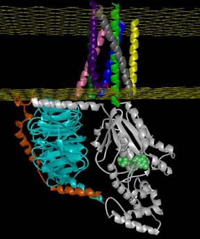 GPCRs are involved in many diseases, and are also the target of around half of all