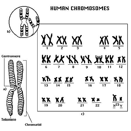 Human Genome Most human cells contain 46 chromosomes: 2 sex chromosomes