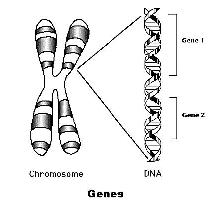 Genetic Information Genome the collection of genetic information.