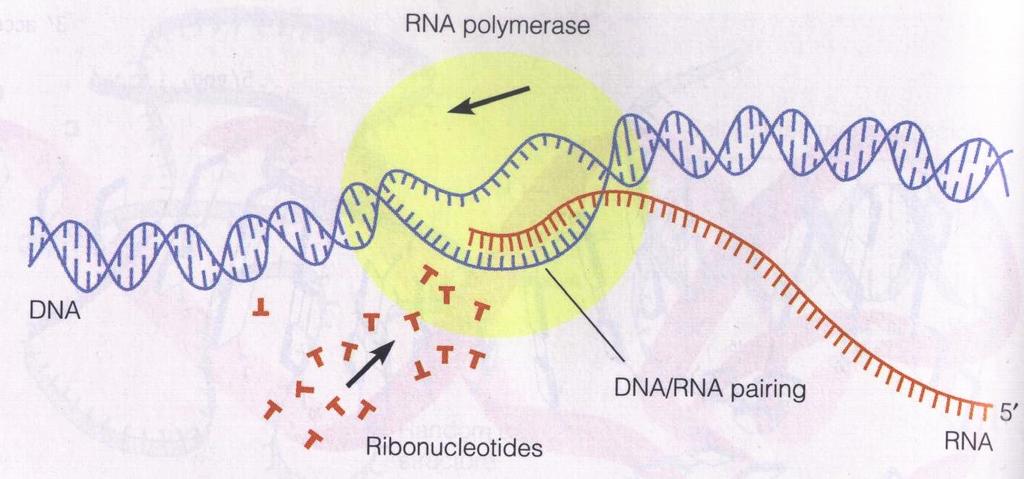 Transcription Coding sequences can be transcribed to RNA RNA Similar to DNA, slightly different