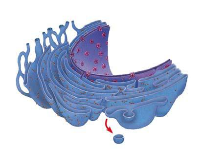 22. a. The endoplasmic reticulum (ER) makes up more than half the total membrane system in many eukaryotic cells.