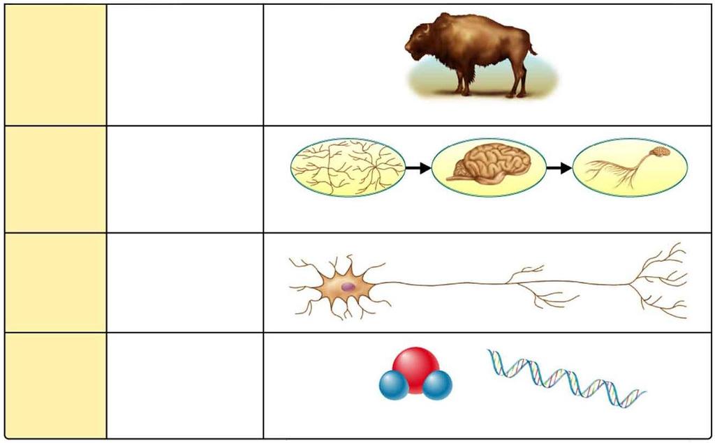 Levels of Organization Organism Individual living thing Bison Groups of Cells Tissues, organs, and organ systems Nervous tissue Brain Nervous system