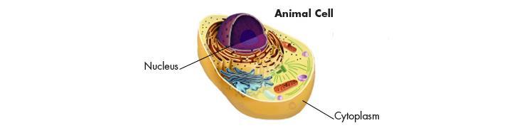 Cell Structure Cell Organization The eukaryotic cell can be divided into two major parts: the nucleus and the cytoplasm.
