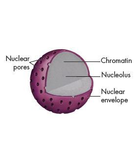 Cell Structure The Nucleus The nucleus is
