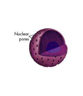 Cell Structure The Nucleus Like messages, instructions, and blueprints moving in and out of a main office, a