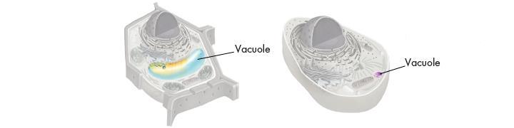 Cell Structure Vacuoles and Vesicles Many cells contain large, saclike, membrane-enclosed