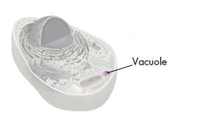 Cell Structure Vacuoles and Vesicles Vacuoles are also found in some unicellular organisms and in some animals.