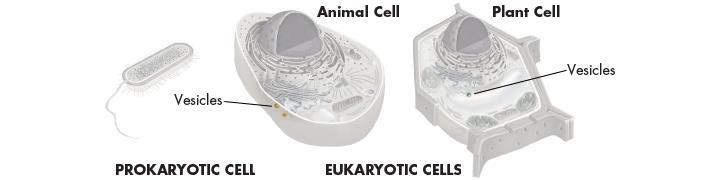 Cell Structure Vacuoles and Vesicles Nearly all eukaryotic cells contain smaller membrane-enclosed structures called