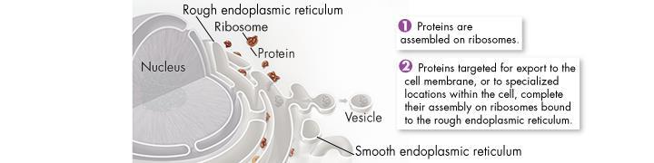 Cell Structure Ribosomes Ribosomes are small particles of RNA and protein found throughout the cytoplasm in all cells.