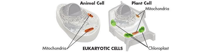 Cell Structure Organelles That Capture and Release Energy All living things require a source of energy.