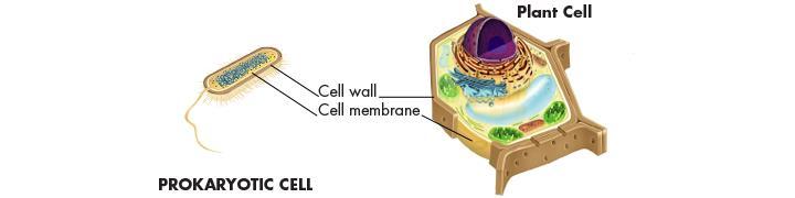 Cell Structure Cellular Boundaries Similarly, cells are surrounded by a barrier known as the cell membrane.