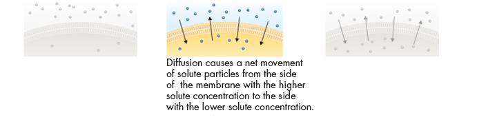 Cell Transport Diffusion If the substance can cross the cell membrane, its particles will