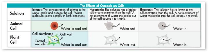 Cell Transport Osmotic Pressure Instead, the cells are bathed in fluids, such as blood, that are isotonic and have