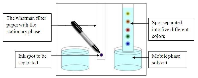 Chromatography O Is used to separate compounds that have been
