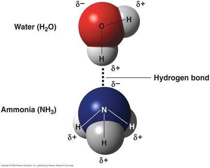Hydrogen bonding only occurs between molecules in which a hydrogen atom is bonded directly to fluorine, nitrogen, or oxygen.
