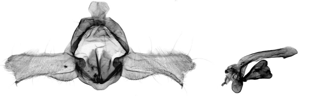 , holotype. 17-18. Cordatijuxta tailandiae Razowski, sp.