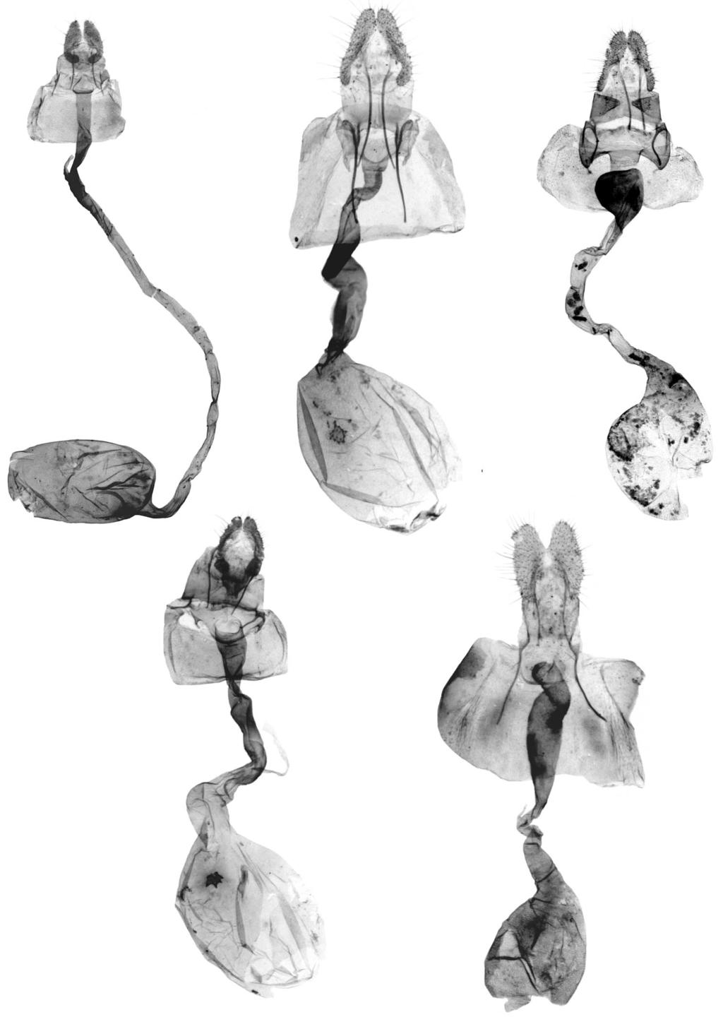 J. RAZOWSKI 32 30 31 33 34 Figs. 30-34. Female genitalia: 30. Reptilisocia impetigo Razowski, sp. n., holotype. 31. Acleris kerincina Razowski, sp. n., paratype. 32. Acleris schiasma Razowski, sp.