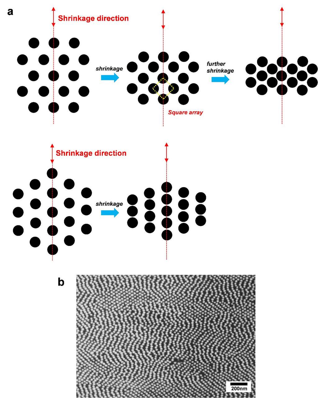 Supplementary Figure 12 a, Morphological change of nanoparticle arrays with 6-fold symmetry depending on the shrinkage direction and grain orientation.