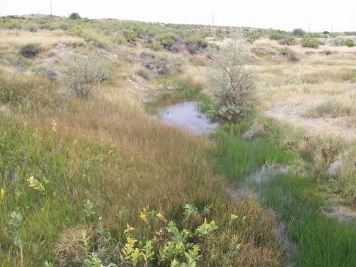 RIVERINE Wetlands Landscape Position Floodplains Dominant Water Source Surface Flooding