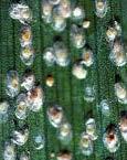 Characteristics of Female Coconut Scale Insect The adult females of almost all armored scale insects (Diaspididae) live under a scale cover formed of secreted wax filaments, cemented by anal